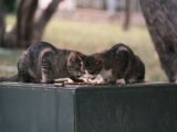 Two tabby cats enjoying a meal on a metal surface in a natural outdoor setting.