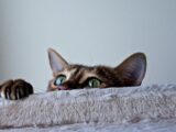brown tabby cat lying on white textile