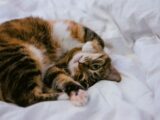 calico cat lying on white comforter