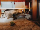 Two adorable cats meet under a wooden table, showcasing a cozy indoor moment.