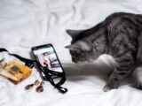 silver tabby cat lying on white textile