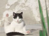 white and black cat on white and pink floral textile