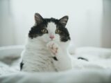 white and black cat on white textile
