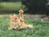 orange tabby cat lying on green grass field during daytime