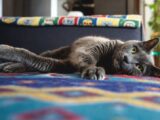 A cute gray cat lounging comfortably on a vibrant patterned blanket indoors.