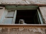 Curious Scottish Fold cat peeks from a rustic, weathered window, creating a unique, homely ambiance.