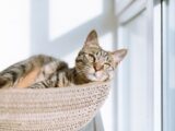 silver tabby cat on gray pillow beside clear glass window
