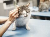 A veterinarian's hands examining a white and grey kitten on a blue table.