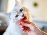 person holding orange tabby cat
