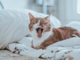 tan and white cat on white bedspread