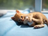 A playful orange kitten lies on a sunlit blue blanket indoors, capturing a toy in its paws.