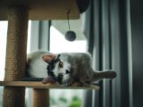 a black and white cat laying on top of a cat tree