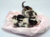 A group of adorable newborn kittens sleeping on a fluffy pink blanket indoors.