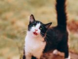 Adorable black and white tuxedo cat with open mouth on a sunny day outside.