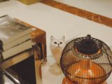 a white cat sitting next to a toaster oven