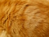 orange tabby cat on brown textile