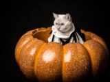 Cute white cat dressed in a Halloween costume sitting inside a large pumpkin prop.