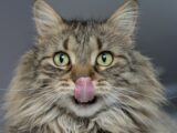 adult brown cat