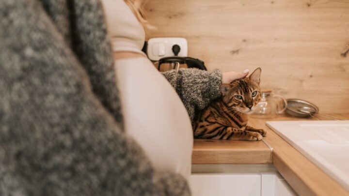 Kot i ciąża: Jak bezpiecznie współżyć z kotem w czasie ciąży i minimalizować ryzyko toksoplazmozy?