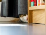 brown and white cat on brown wooden shelf