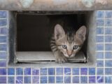 A curious tabby kitten peeks out from a tiled enclosure, capturing a moment of playfulness and cuteness.