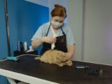 A skilled pet groomer trims the fur of a calm tabby cat on a grooming table.