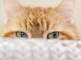 orange tabby cat lying on white textile