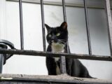 A curious tuxedo cat sitting on a balcony peering through bars.