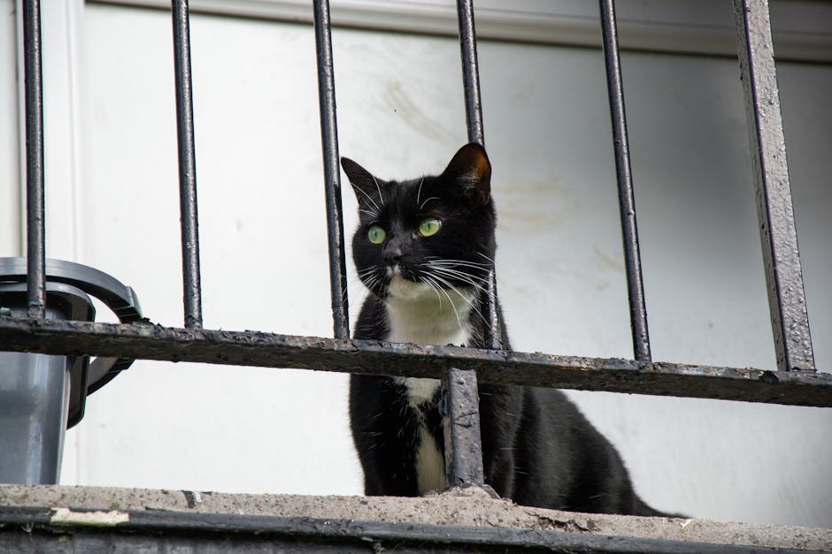 Kot na balkonie: Jak bezpiecznie zabezpieczyć balkon dla kota i stworzyć mu atrakcyjną przestrzeń do obserwacji?