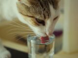 A cat licking a glass of water on a table