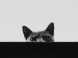 a cat with its head through a hole in a wall