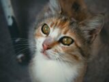 An engaging portrait of a tabby cat with striking yellow-green eyes gazing upwards.