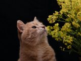 A ginger cat gazes at vibrant yellow flowers.