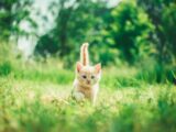 orange tabby kitten in grasses