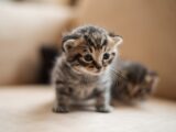brown tabby kitten on white textile