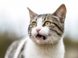 shallow focus photo of white and gray cat