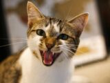 white and brown cat with mouth open