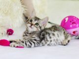 gray kitten sitting on floor