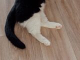 Black and white cat sitting indoors on a wooden floor, featuring paws and tail.
