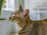 A tabby cat curiously sniffs a potted plant indoors, showcasing its playful nature.