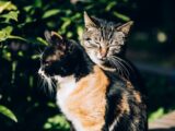 Cute fluffy cats with ornamental fur resting on pathway near bright shrubs in sunlight