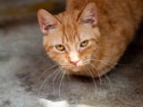 A detailed photo of a ginger cat with striking yellow eyes and long whiskers looking directly at the camera.