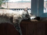 white and gray cat on brown wooden table