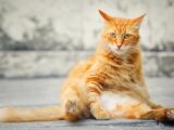 orange cat