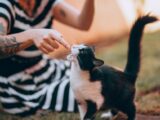 Person with tattoos gently plays with a black and white cat outdoors.