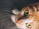 Detailed close-up of an orange tabby cat focusing on its vibrant green eyes and whiskers.