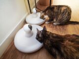 Two domestic cats eating from modern smart pet feeders in an indoor setting.