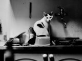 grayscale photography of cat on sink