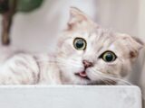 brown tabby cat