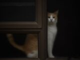 A curious ginger and white domestic cat peering through a window frame, capturing a tranquil indoor moment.